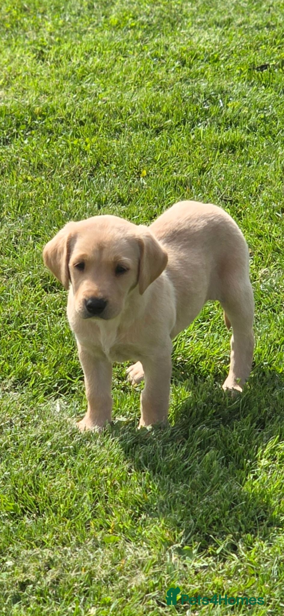 Labrador Retriever dogs Lab pups for sale  - Advert 1