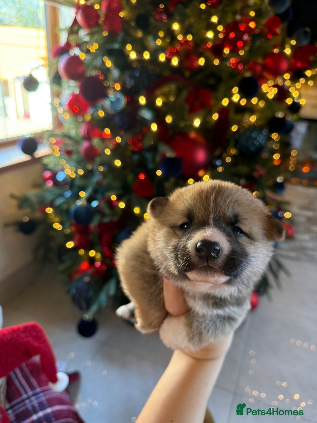 Japanese Shiba Inu dogs for sale: beautiful red Japanese Shiba Inu puppies  - Advert 20