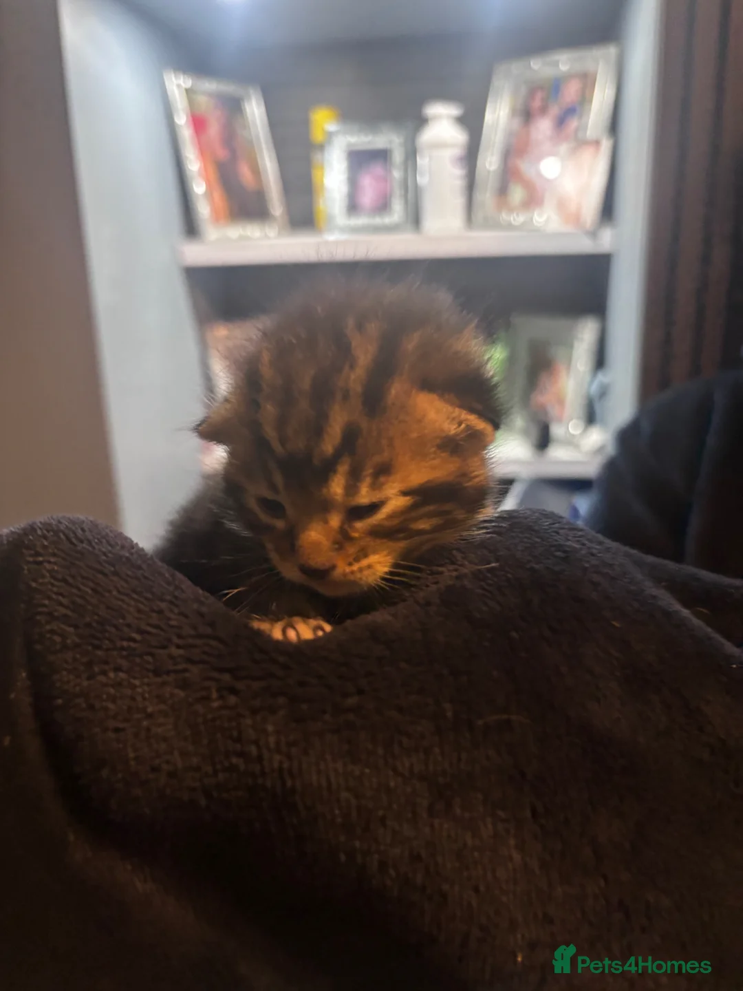 Bengal cats for sale: 5 mixed bengal kittens in Feltham - Advert 23