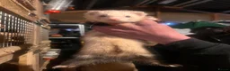 Ferret rodents for sale: Half micro semi angora kits - Advert 2
