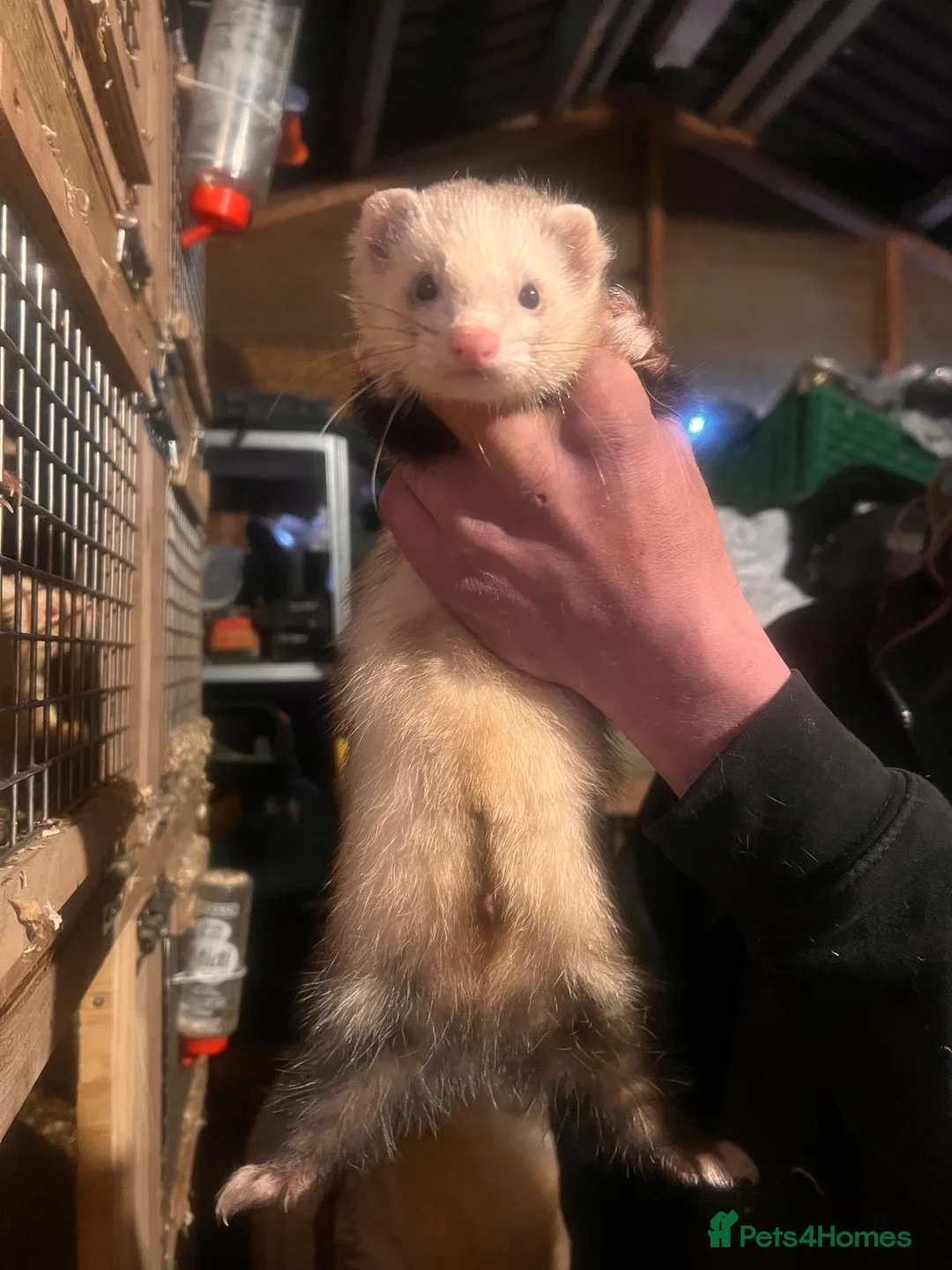 Ferret rodents for sale: Half micro semi angora kits - Advert 2