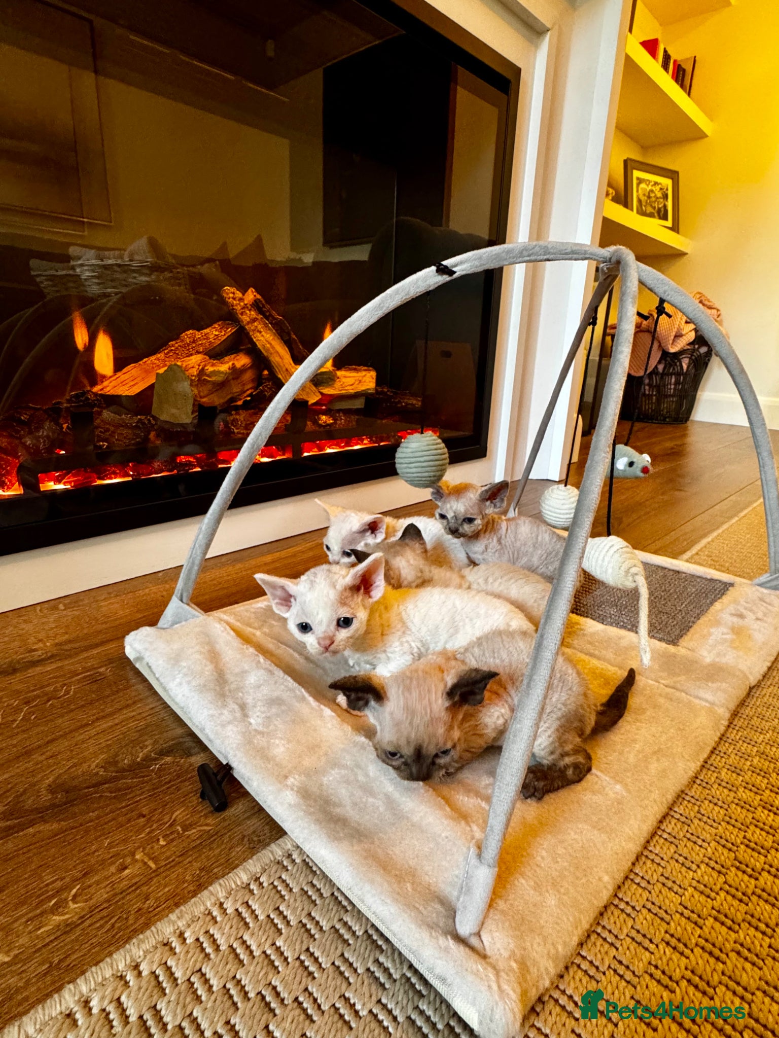 Devon Rex cats Exceptional FIFe Registered Devon Rex Kittens - Advert 1