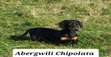 Miniature Dachshund dogs in Lampeter - Advert 13