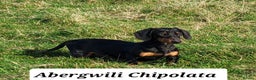 Miniature Dachshund dogs for stud: Miniature Dachshund Smooth STUD DOG in Lampeter - Advert 2