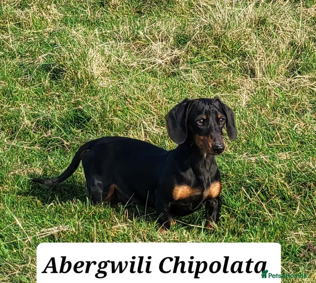 Miniature Dachshund dogs for stud: Miniature Dachshund Smooth STUD DOG in Lampeter - Advert 2