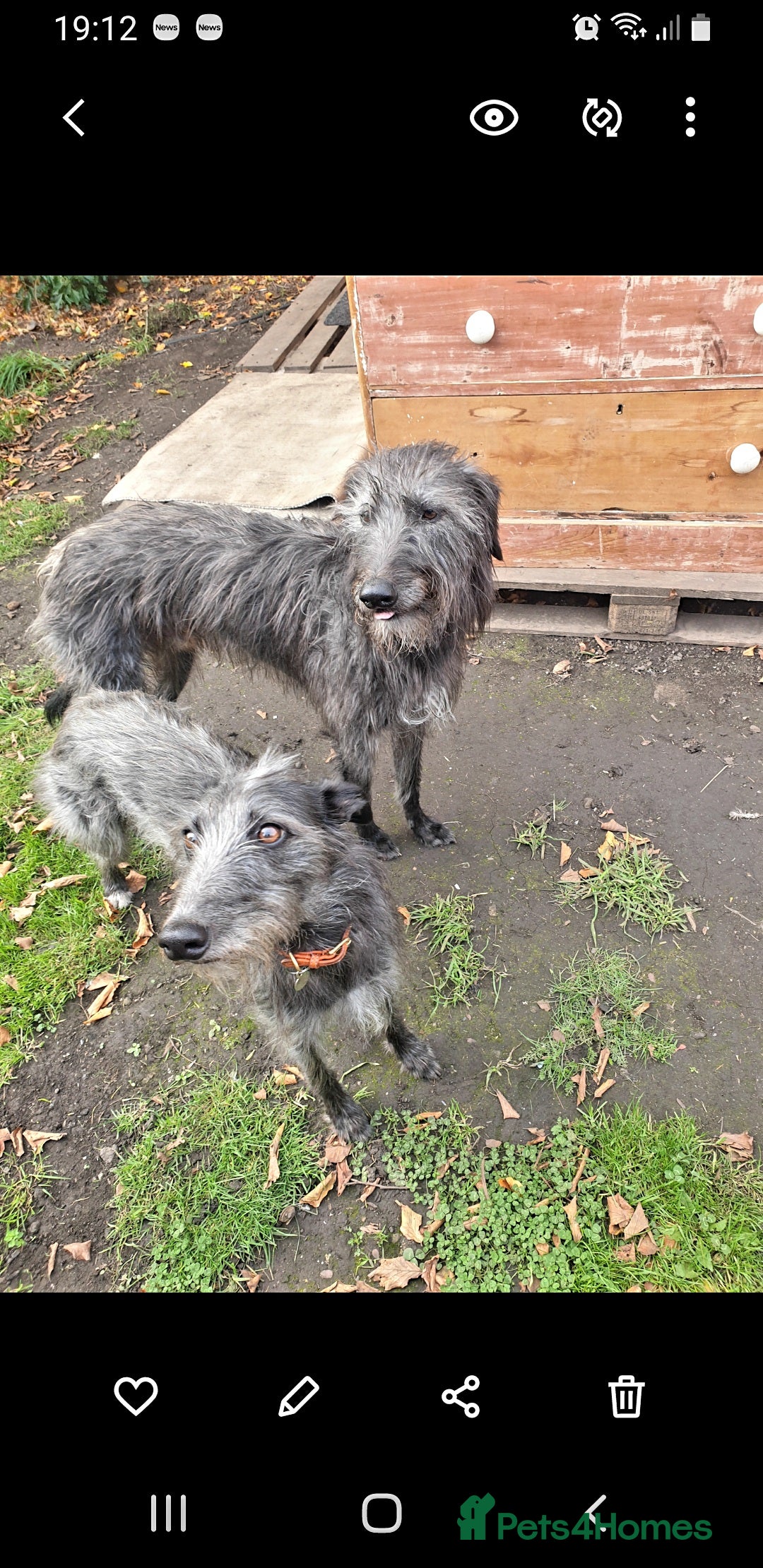 Lurcher dogs for sale: Lurcher - Advert 9