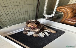 Cockapoo dogs for sale: Cockapoo puppies. Fully DNA tested.  - Image 11