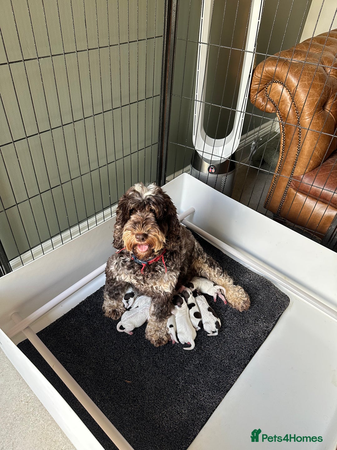 Cockapoo dogs for sale: Cockapoo puppies. Fully DNA tested.  - Image 11