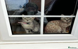 Bengal cats for sale: Bengal cats  - Image 1