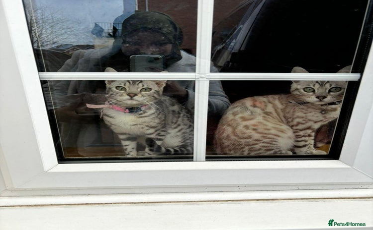 Bengal cats - Advert 14