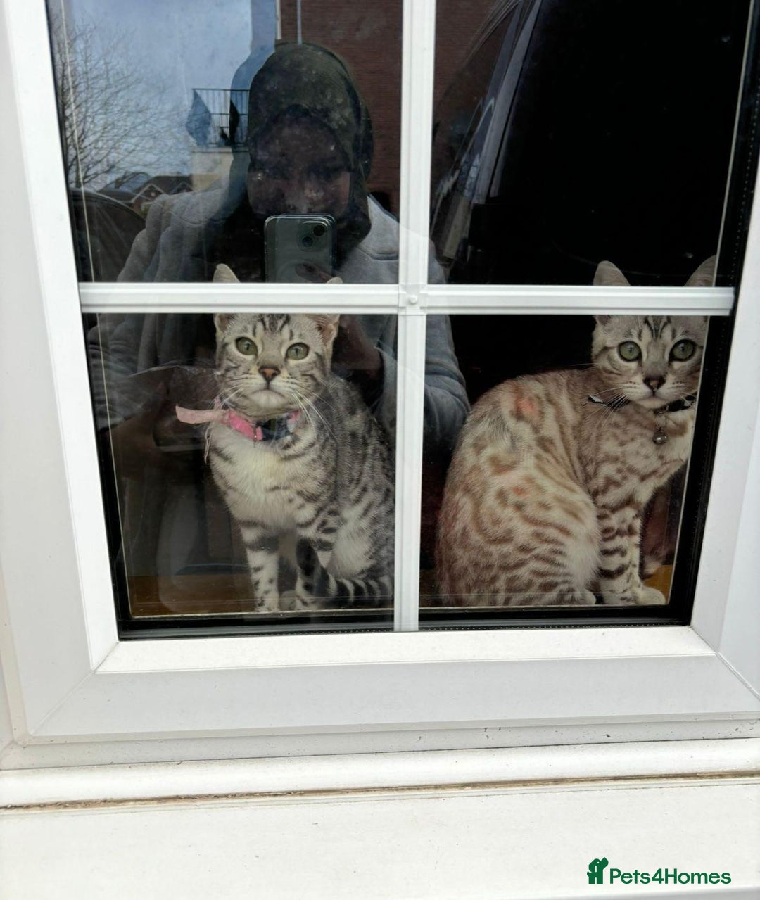 Bengal cats for sale: Bengal cats  - Image 1