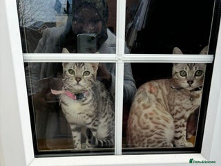 Bengal cats for sale - Advert 1