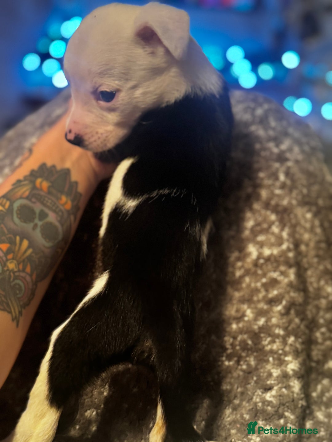 Mixed Breed dogs for sale: Pups for sale  - Advert 13