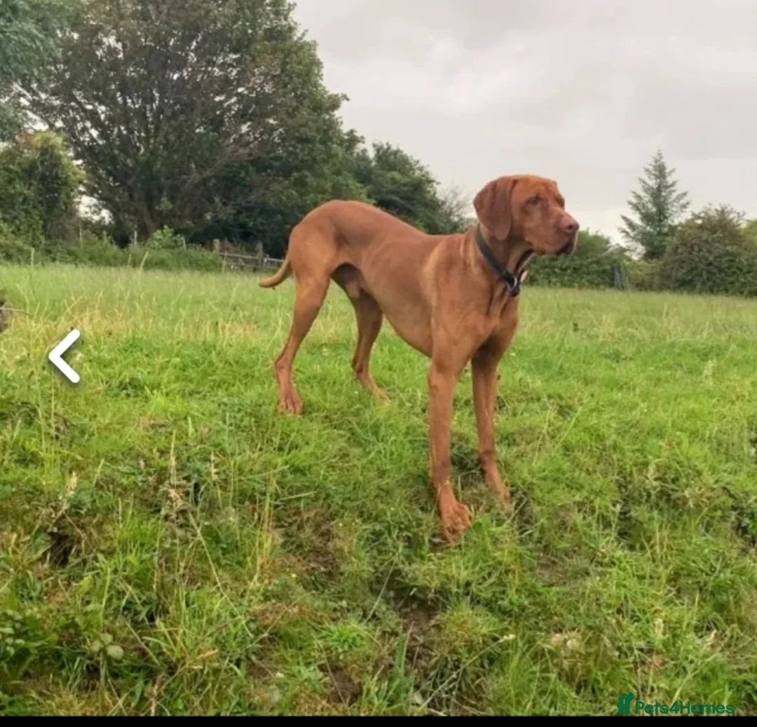Hungarian Vizsla dogs for stud: Proven Hungarian championship blood line in Llantwit Major - Advert 3