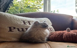 Persian cats for sale: Beautiful Pedigree Persians  - Image 27