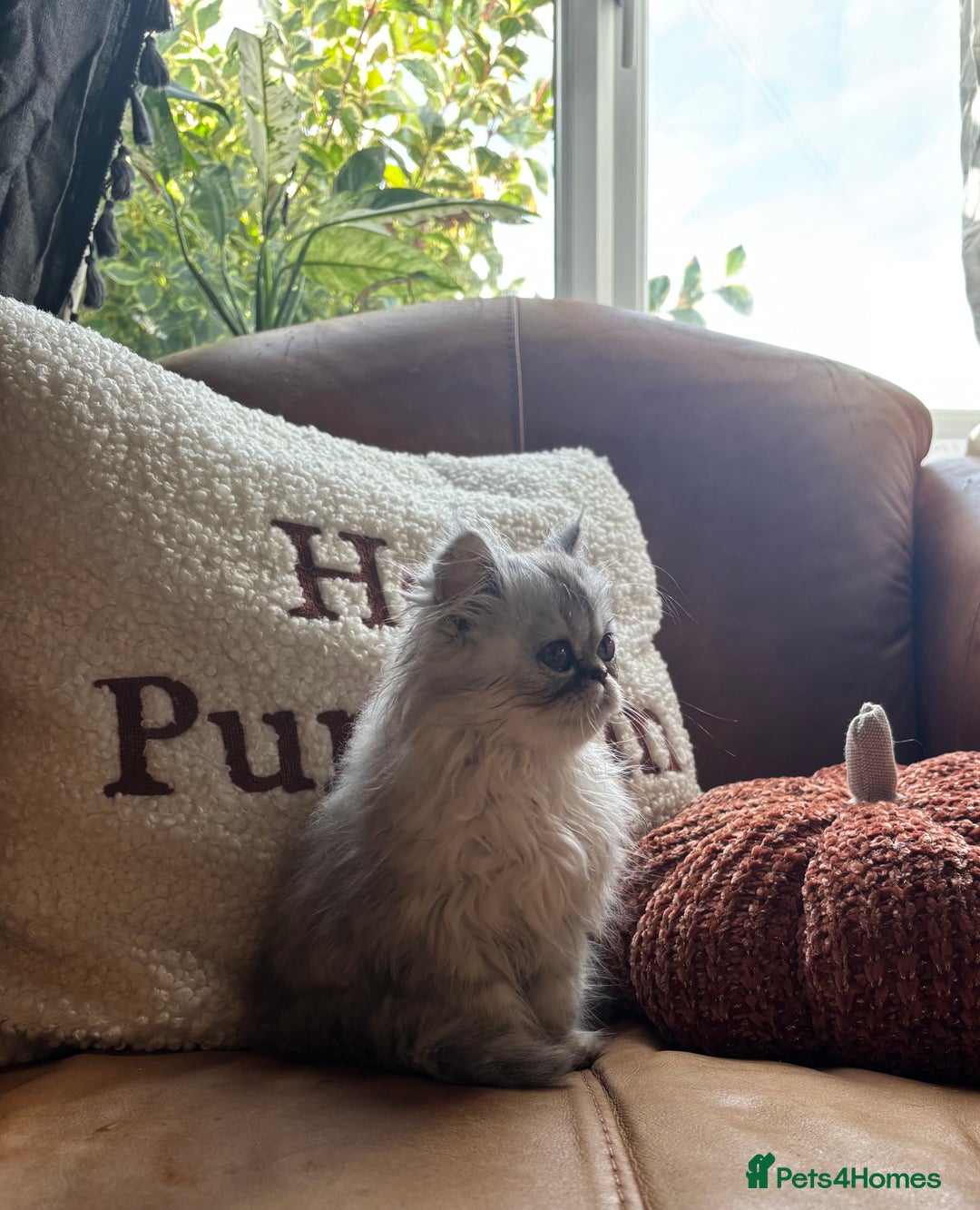 Persian cats for sale: Beautiful Pedigree Persians  - Image 27