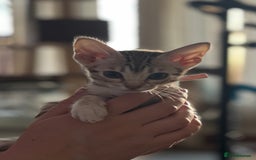Ocicat cats for sale: Ocicat Kittens Available in Aberdeenshire in Alford - Image 17