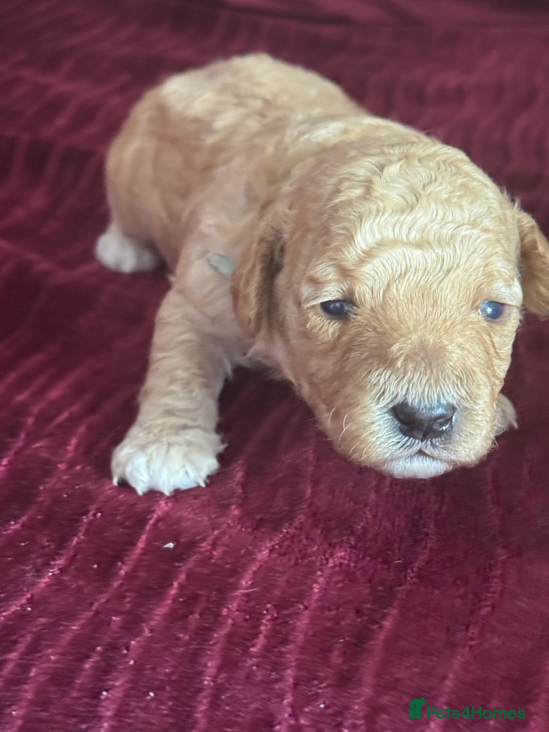 Goldendoodle dogs for sale: Beautiful Goldendoodles - Image 4
