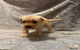 Labrador Retriever dogs for sale: Labrador retriever puppies  - Advert 21