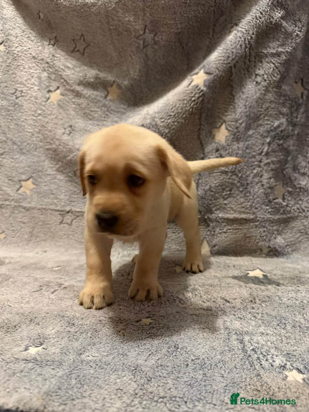 Labrador Retriever dogs for sale: Labrador retriever puppies  - Advert 21