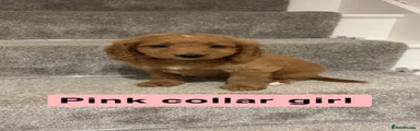 Cockapoo 7