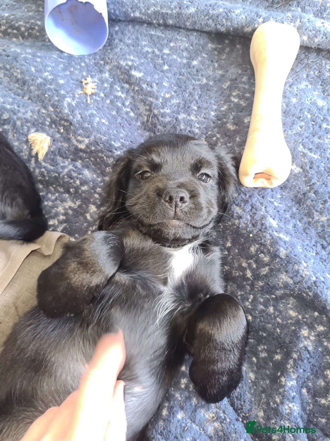 Mixed Breed dogs for sale: Beautiful litter of spaniel Cross  - Image 16