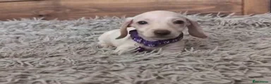 Purple Collar Smooth Haired Girl