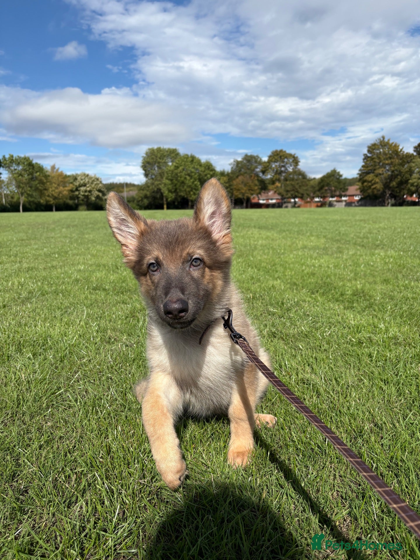 German Shepherd dogs RARE Isabella + Blue Alsatian  - Advert 14