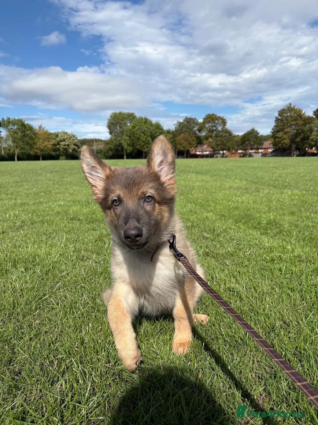 German Shepherd dogs for sale: RARE Isabella + Blue Alsatian  - Advert 1