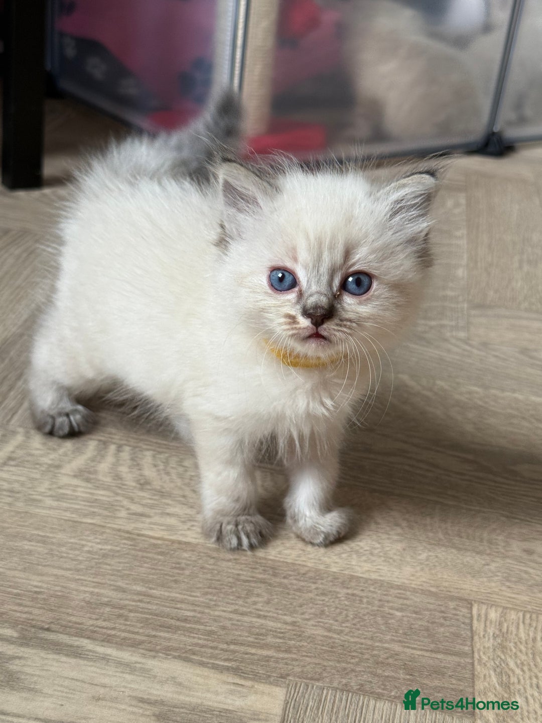 Ragdoll cats for sale: 🐾 Ragdoll kittens - ONE MALE TWO FEMALE LEFT 🐾 - Image 24