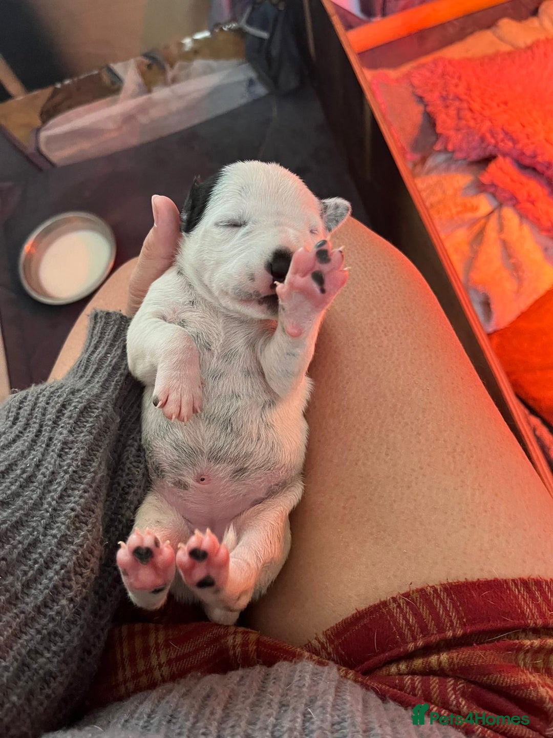 Dalmatian dogs for sale: Stunning Dalmatian puppies KC reg show winners - Image 15