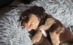 Miniature Dachshund dogs for sale: Top quality long haired miniature dachshunds - Image 4
