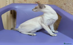 Siamese cats for sale: Siamese Kittens For Sale. - Image 23