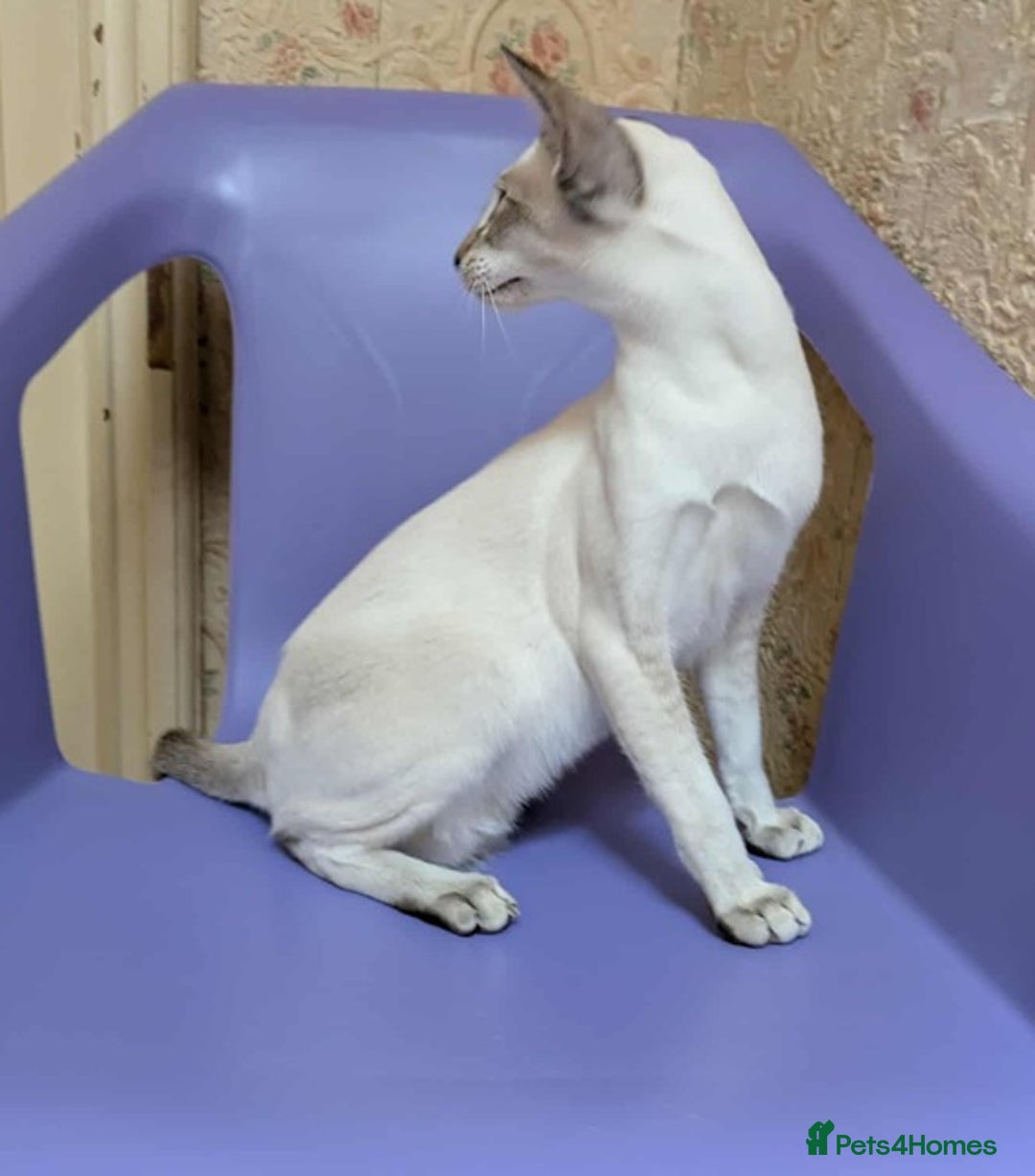 Siamese cats for sale: Siamese Kittens For Sale. - Image 23