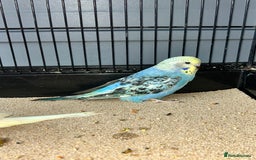 Budgerigars birds for sale: Baby Budgies  - Image 4