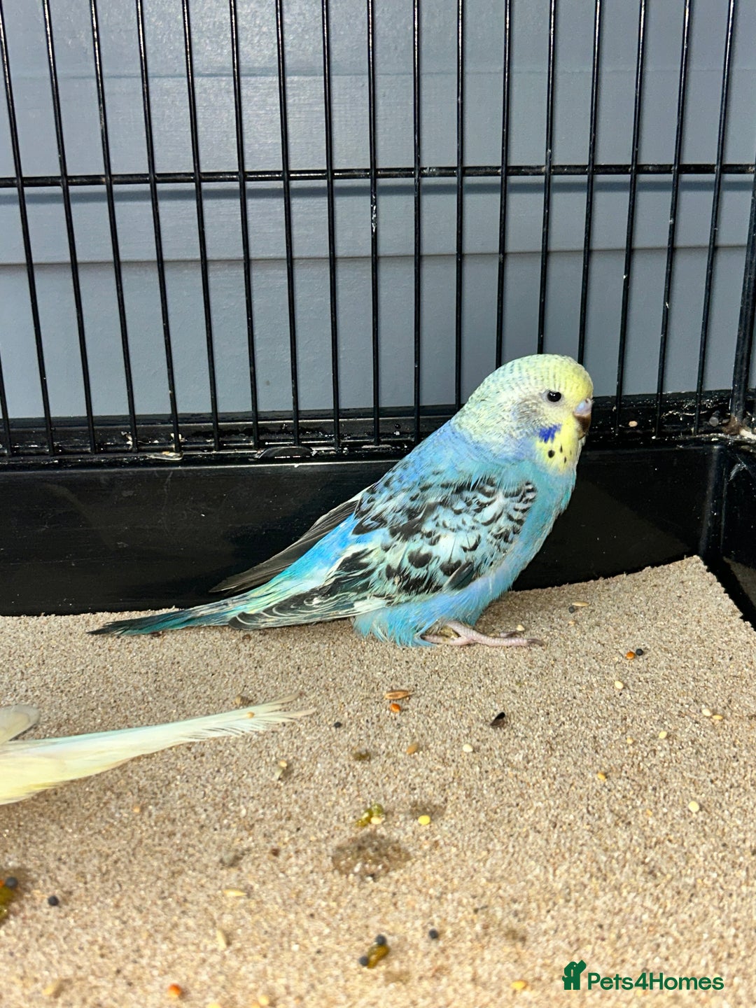 Budgerigars birds for sale: Baby Budgies  - Image 4