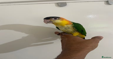 Parrots birds - Advert 12