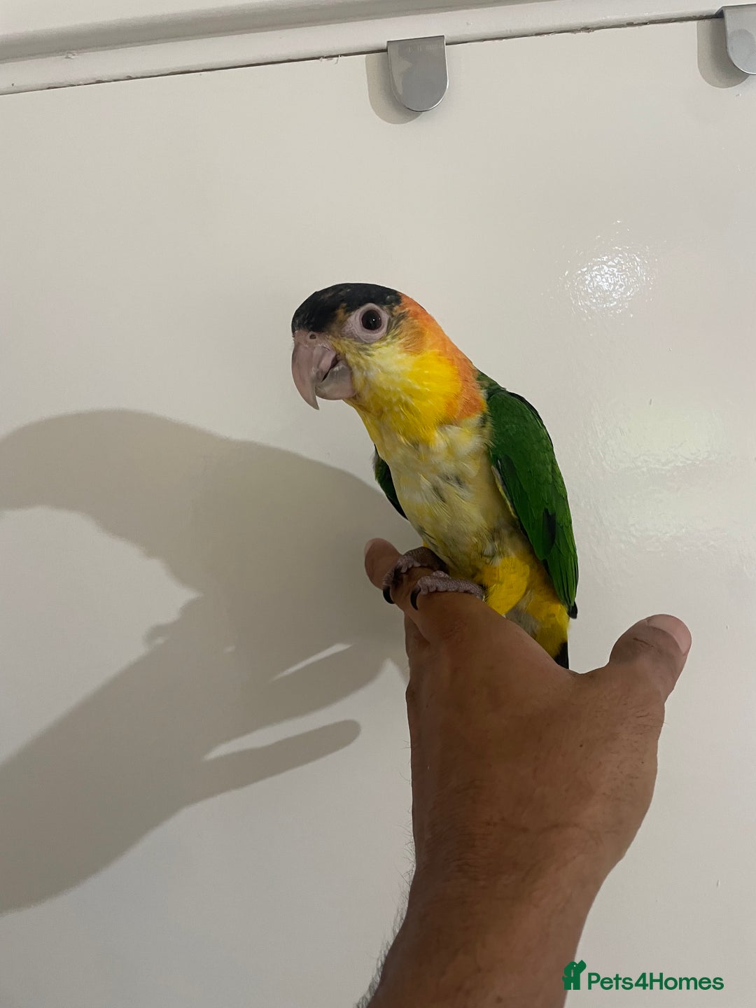 Parrots birds for sale: SILLY TAME HAND REARED BABY YELLOW THIGHED CAIQUE - Image 3