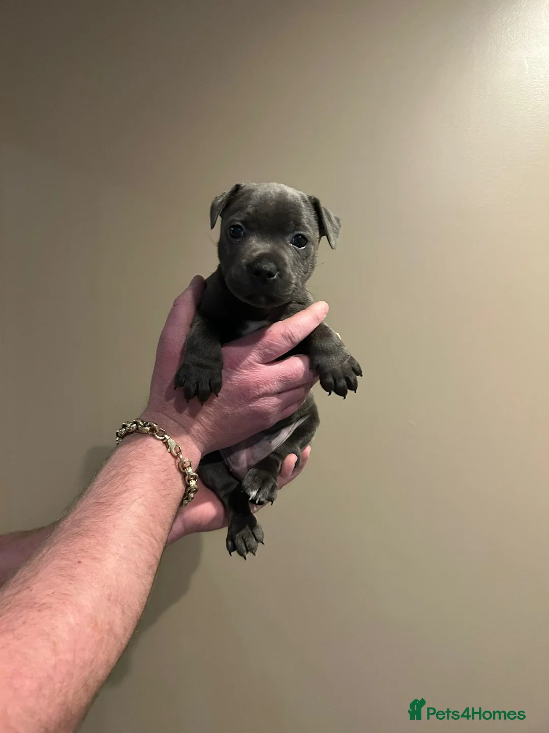 Staffordshire Bull Terrier dogs for sale: Blue and black staff puppies  - Advert 10