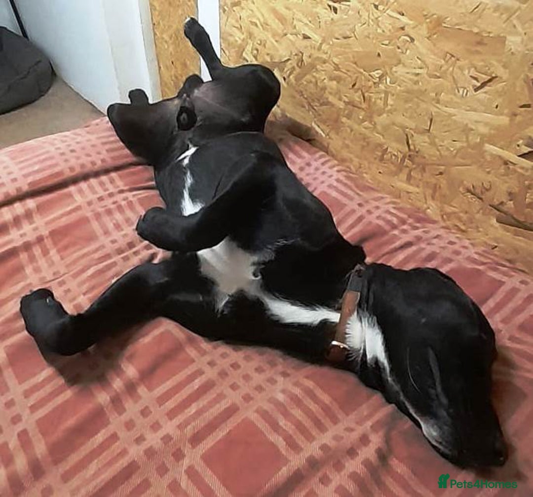 Mixed Breed dogs for adoption: SHEAMUS - a handsome boy for an experienced Owner - Image 39