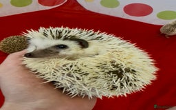 Pygmy Hedgehog rodents for sale: Beautiful Female & Male Baby Pygmy Hedgehog APH - Image 3