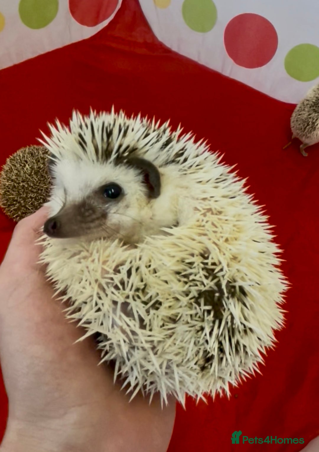 Pygmy Hedgehog rodents for sale: Beautiful Female & Male Baby Pygmy Hedgehog APH - Image 3