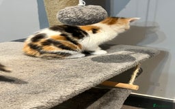 Mixed Breed cats for sale: Mixed kittens ginger calico tabby - Image 4