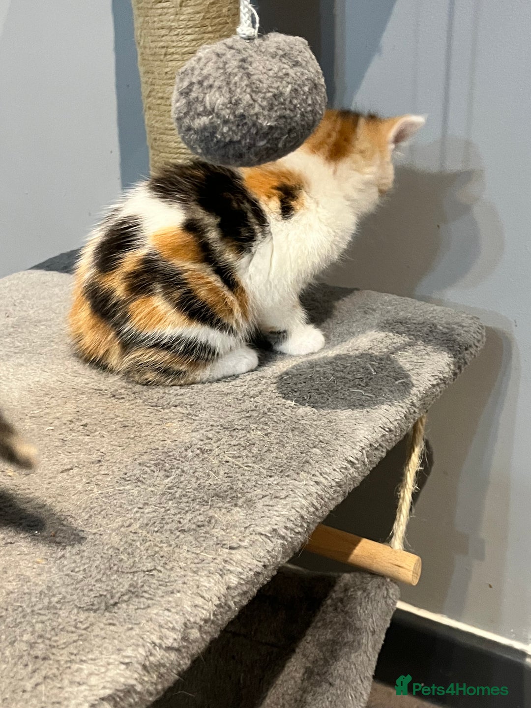 Mixed Breed cats for sale: Mixed kittens ginger calico tabby - Image 4
