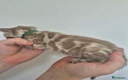 Bengal cats for sale: TICA large/clouded rosettes snow bengal kittens  - Image 9