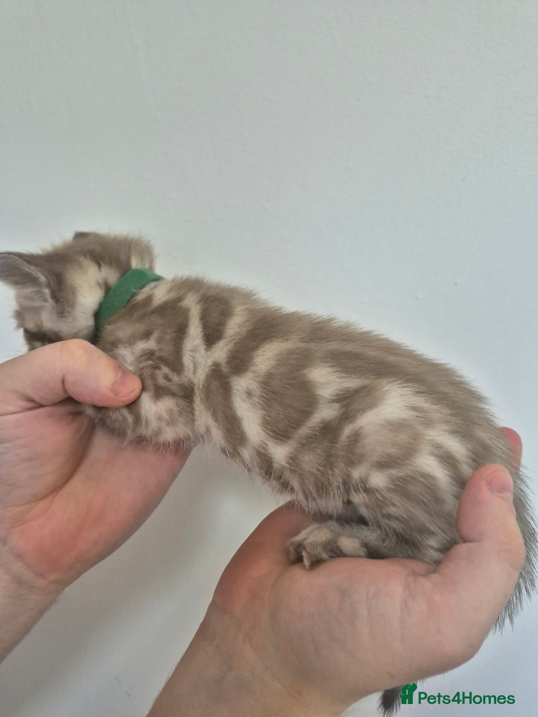 Bengal cats for sale: TICA large/clouded rosettes snow bengal kittens  - Image 9