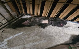 French Bulldog dogs for sale: French bulldog puppies  - Image 11