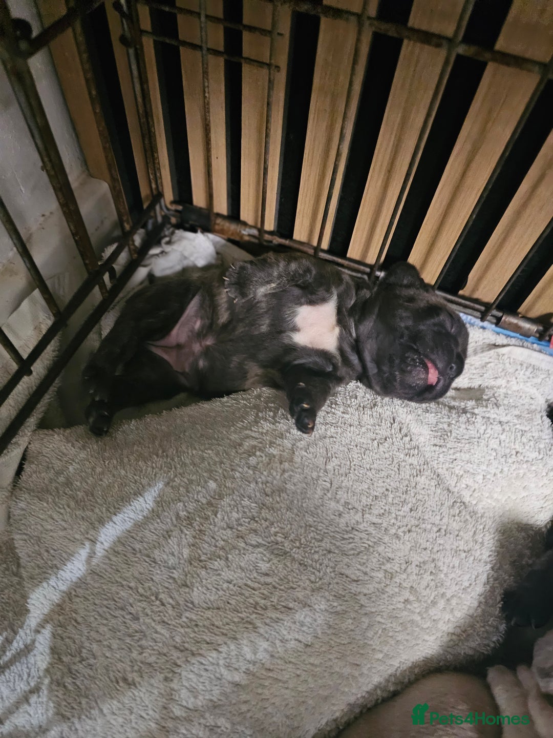 French Bulldog dogs for sale: French bulldog puppies  - Image 11