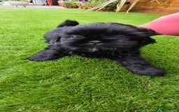 Shih Tzu dogs for sale: Imperial Shih-Tzu puppies-Ready for a new home   in Walsall - Image 6