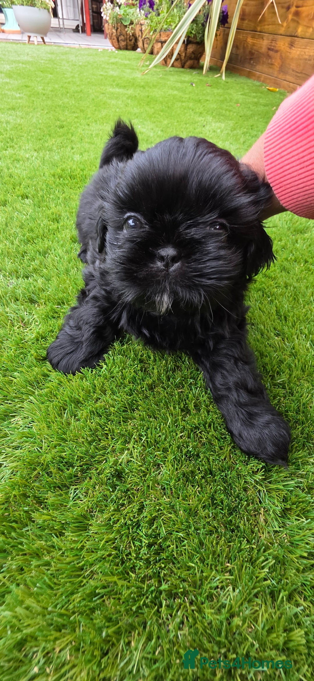 Shih Tzu dogs for sale: Imperial Shih-Tzu puppies-Ready for a new home   in Walsall - Image 6